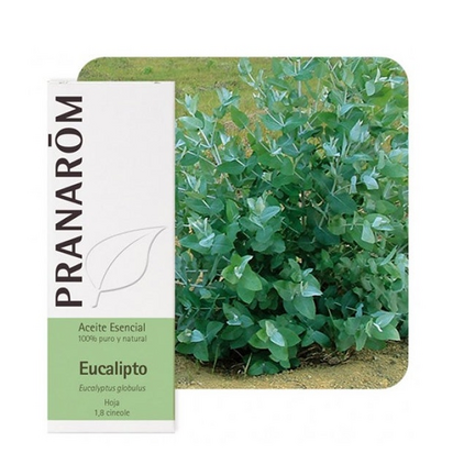 Pranarom Óleo Essencial Eucalipto 10mL