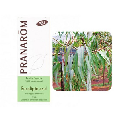 Pranarom Óleo Essencial Eucalipto Azul 10mL