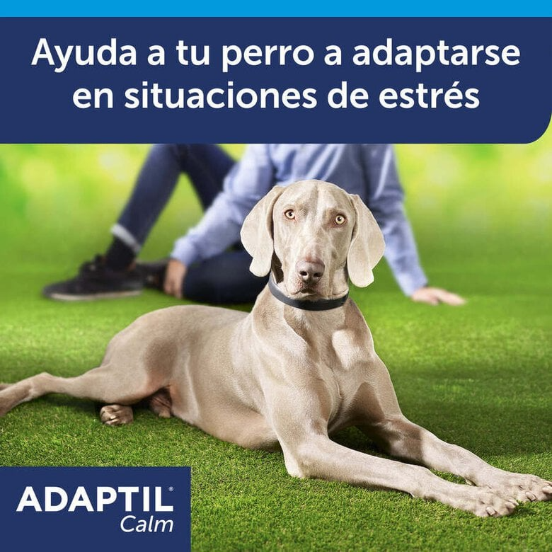 Adaptil Calm Coleira Calmante 45cm – Para Cães Pequenos e Médios