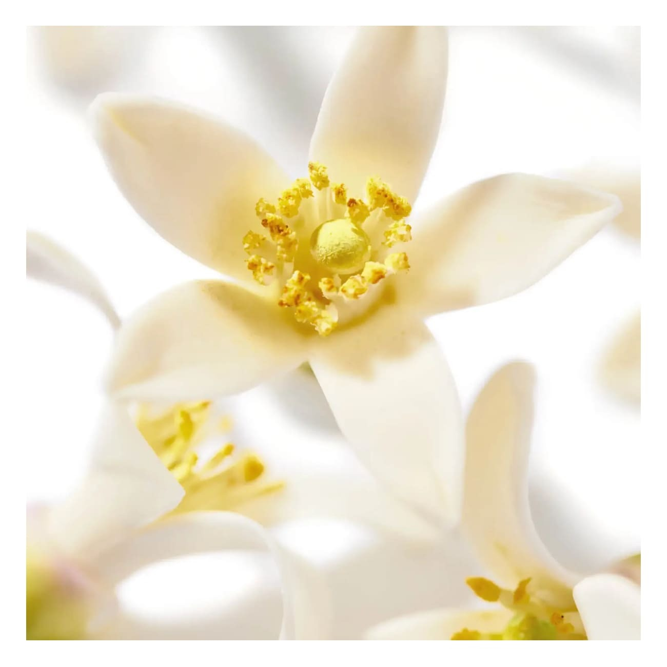 Nuxe Prodigieux Néroli Le Parfum 50ml